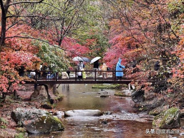 银河策略 老边沟枫叶红透山海，6万游客扎堆打卡，这才是秋天该有的样子！