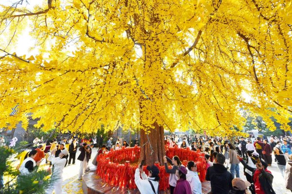 杨方策略 青岛：千年古银杏树流金溢彩引游客